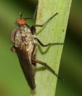Empis aestiva